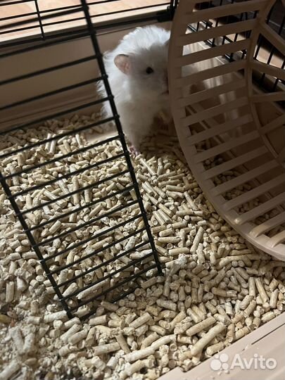 Сирийский хомяк с клеткой