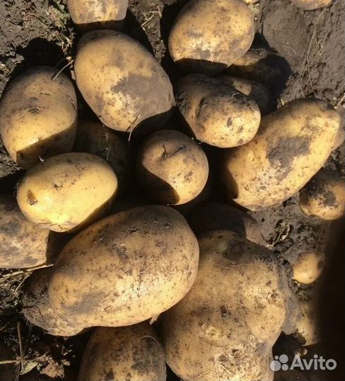 Картофель жёлтый