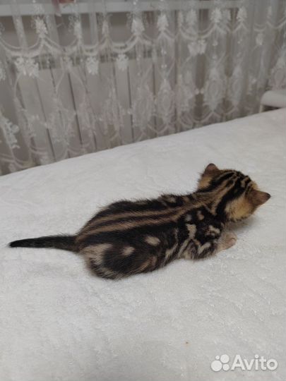 Бенгальская кошка