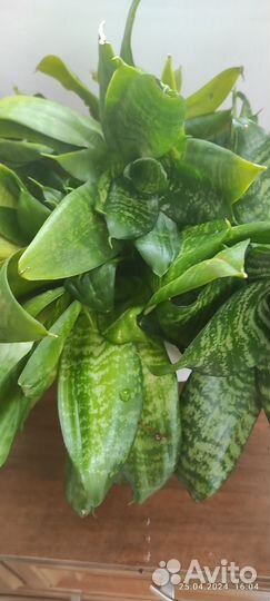 Комнатные цветы сансевиерии