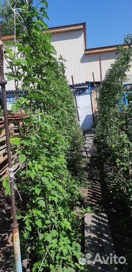 Саженцы малины