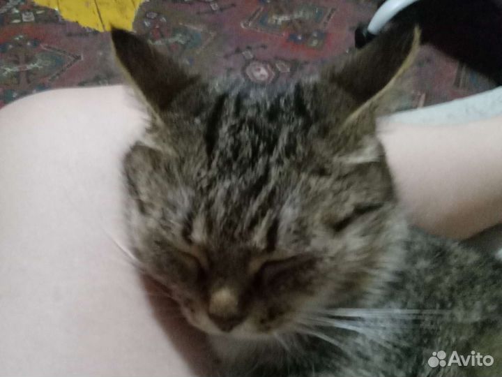 Кошка