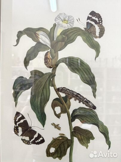 Репродукция