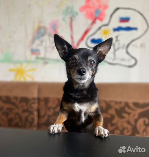 Девочка ищет дом