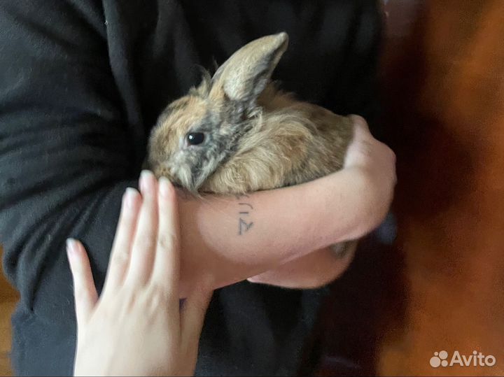 Декоративный кролик с клеткой