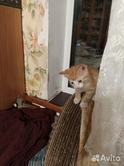 Котята ищут дом