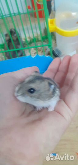 Джунгарский хомяк с клеткой