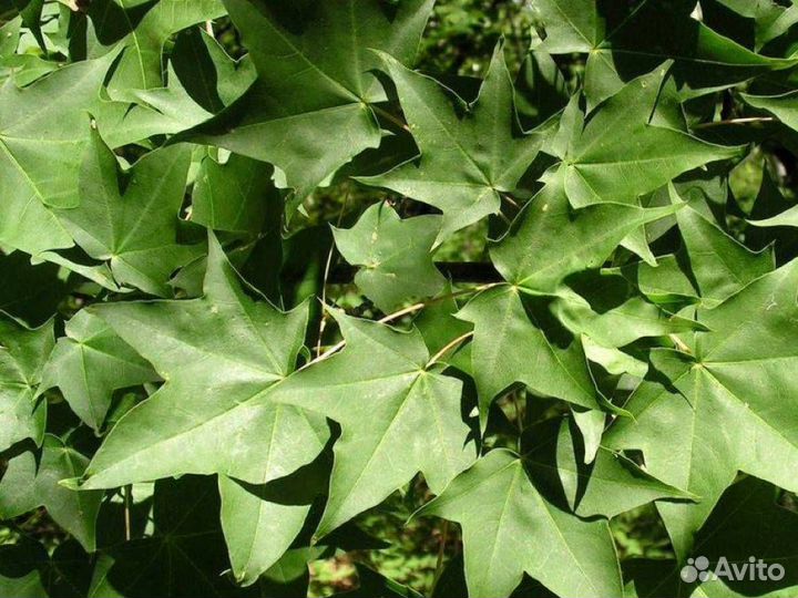 Клён Моно многоствольный (С10) (80-120)