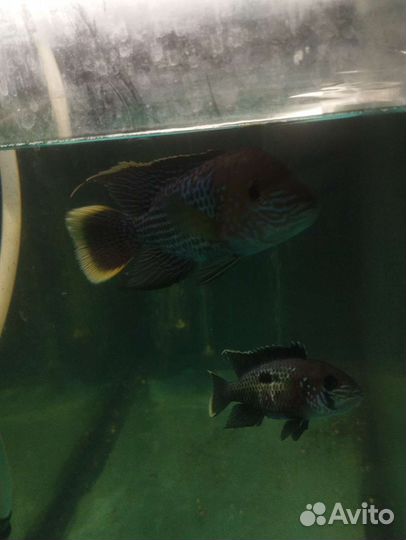 Аквариум 140 и 180 л / рыбки