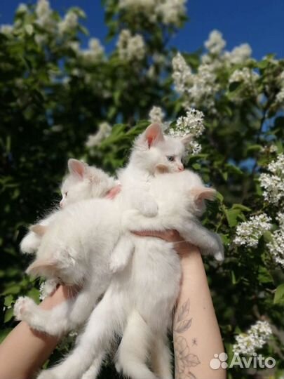 Мальчики красавчики