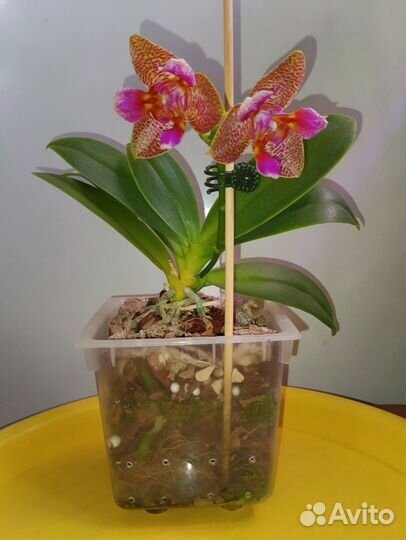 Орхидея Фаленопсис