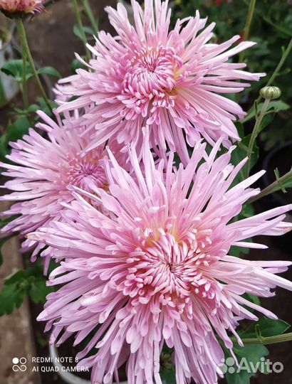 Хризантемы