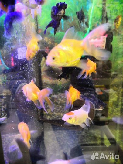 Аквариумные рыбки