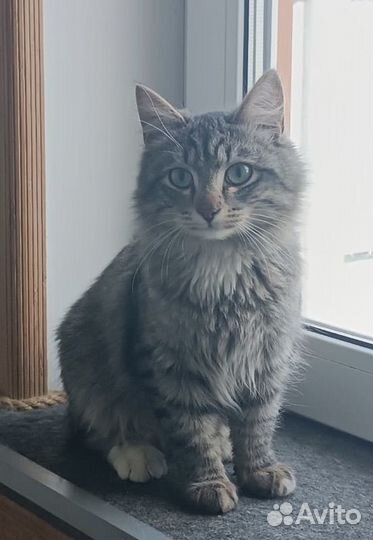 Пристраивается молодой котик