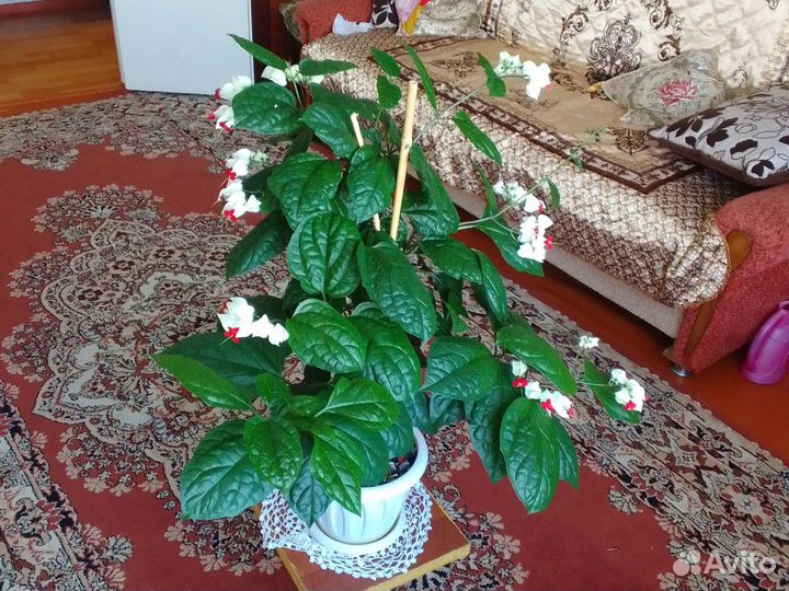 Клеродендрум томсона