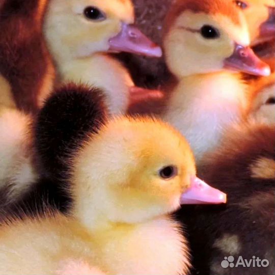 Утята индоутки