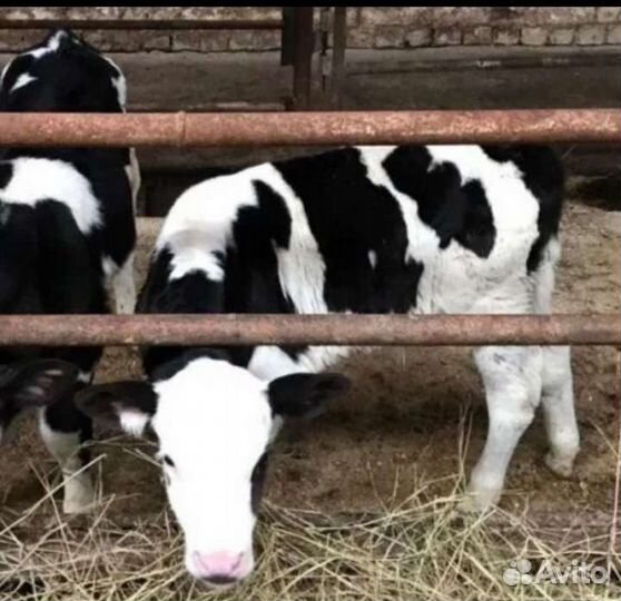 Бычки для откорма