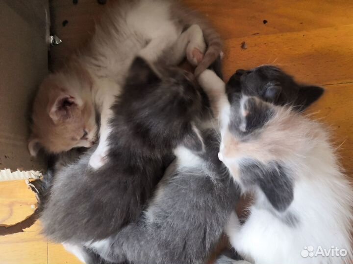 Котята бесплатно