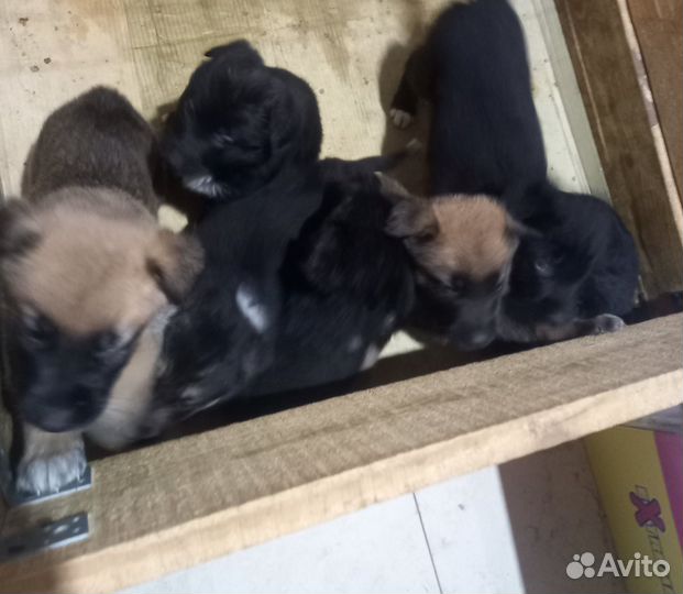 Щенки в добрые руки (мама немецкая овчарка)