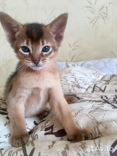 Абиссинский кот вязка