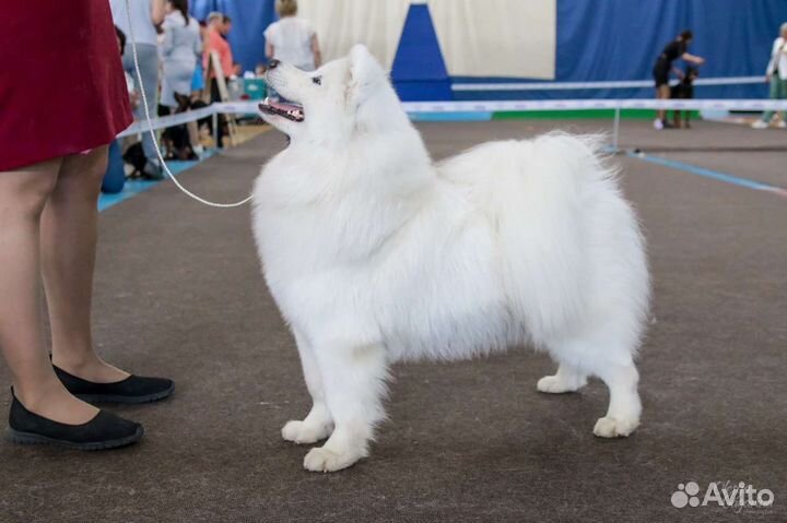 Щенки самоеда