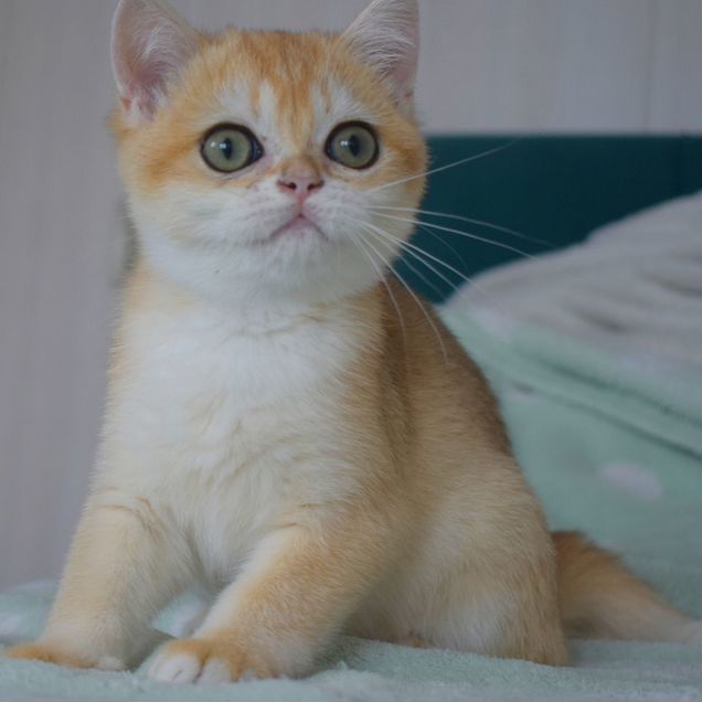 Британский короткошёрстный котёнок