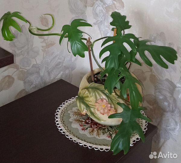 Филодендрон