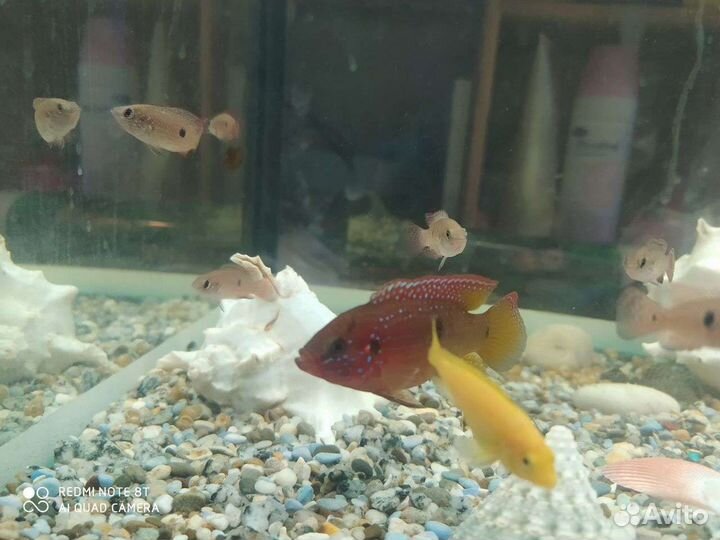 Рыбки хромис красавец