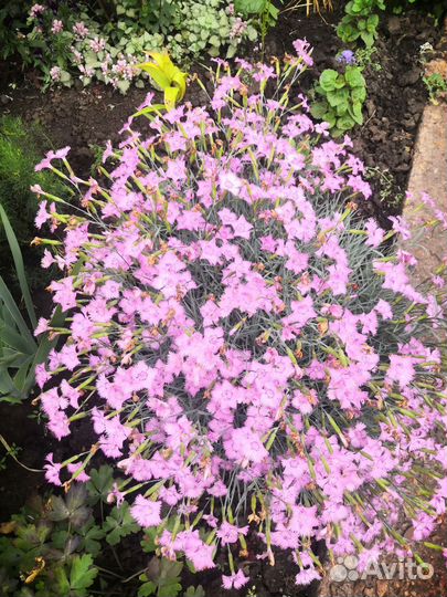 Почвопокровники гвоздика, ромашка