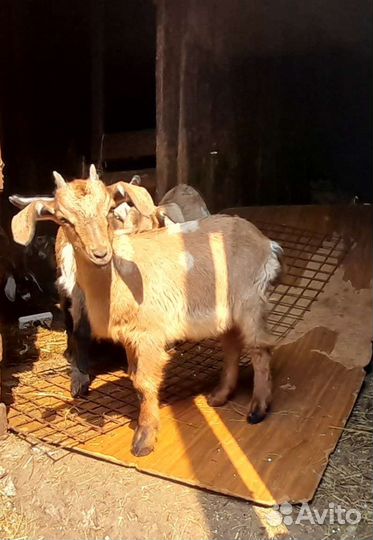 Козлята