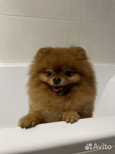 Передержка собак малых пород