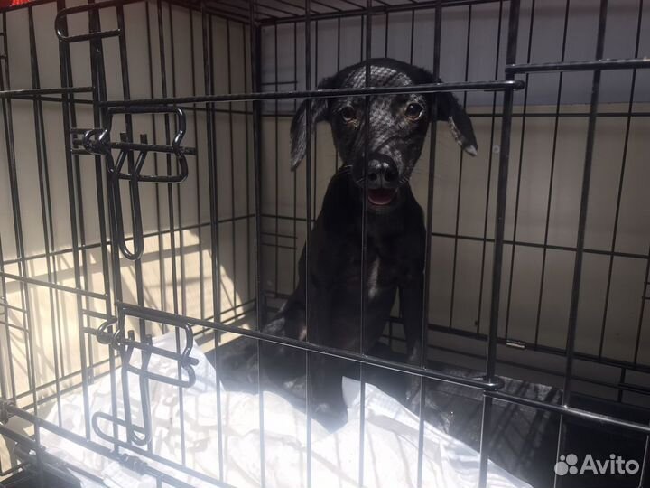 Перевозка животных Ставропольский край-Москва-спб