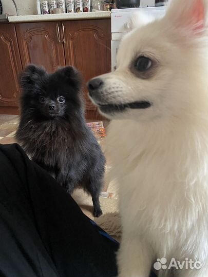 Померанские карликовые шпицы