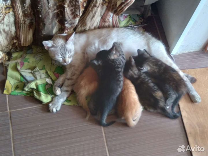 Отдаю добрые руки котят 1,5 мес