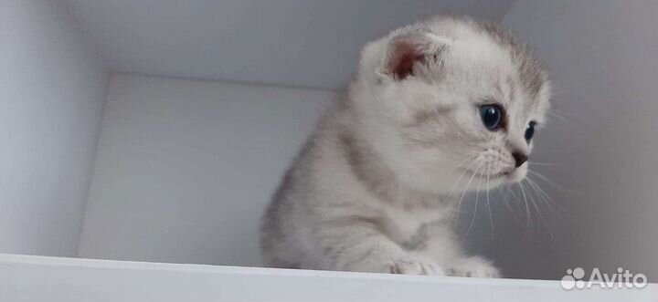 Шотландская