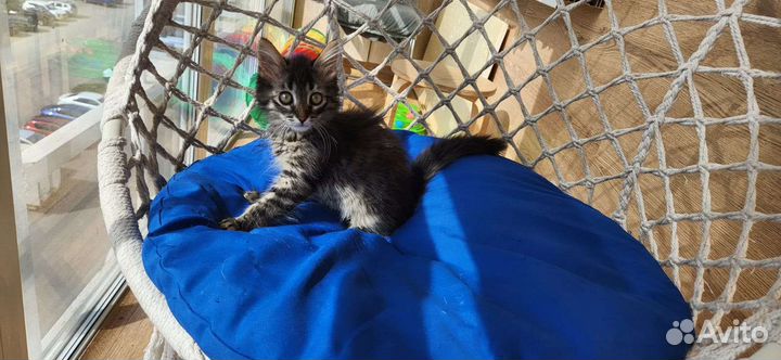 Пушистый котенок девочка