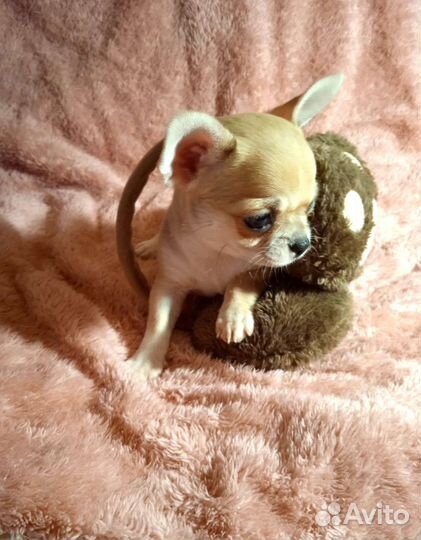 Чихуахуа мини и средний стандарт