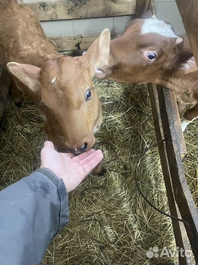 Бычки и телята