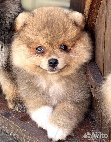 Щенки шпица