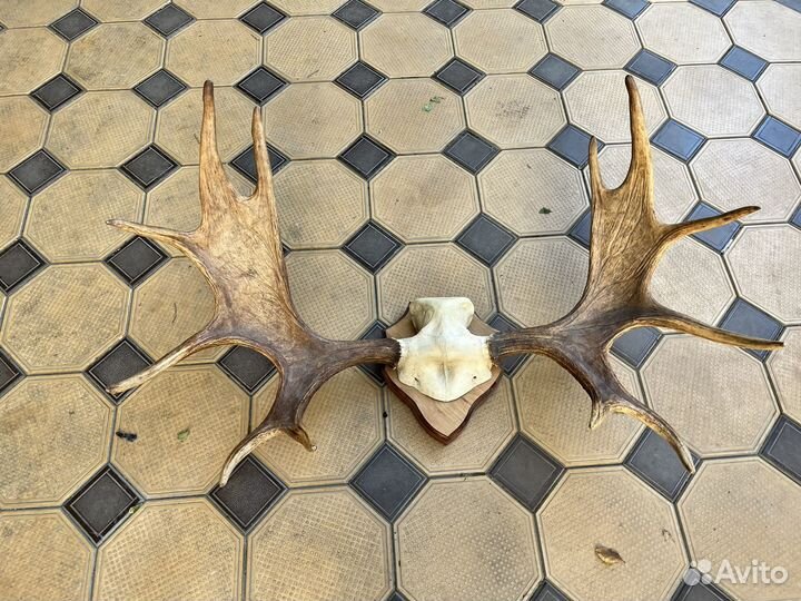 Продам рога лося