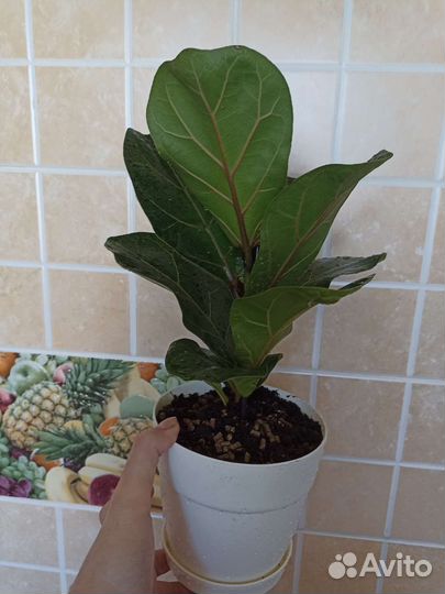 Фикус лирата бамбино