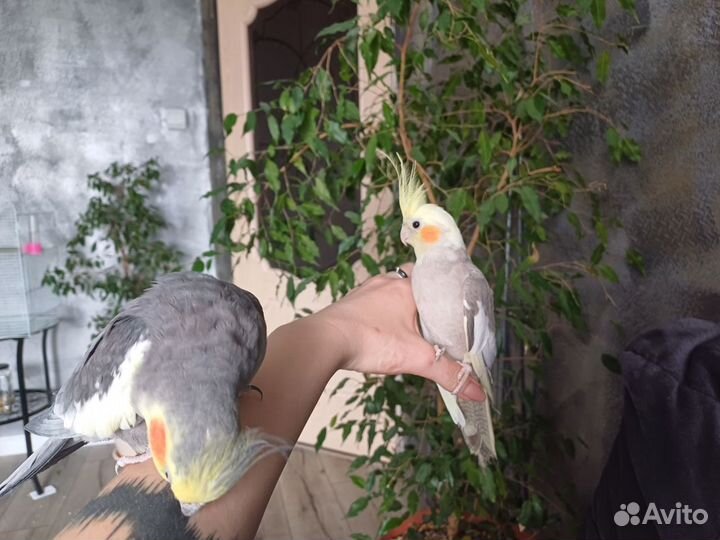 Попугай корелла с клеткой