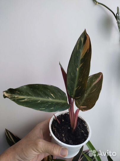 Строманта меджик стар