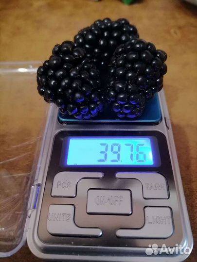 Саженцы ежевики Трипл Краун