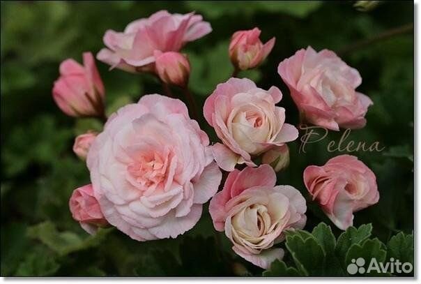 Пеларгония Леона Галактика