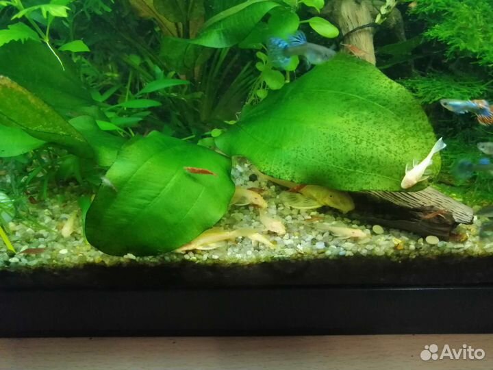 Сомик анциструс (аквариумные рыбки)