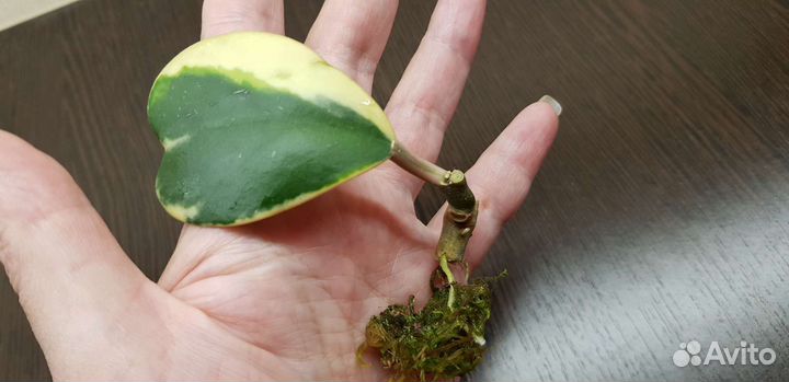 Хойа варигатная