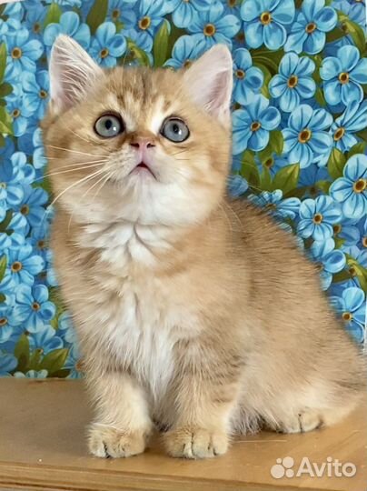 Золотая шиншилла девочка