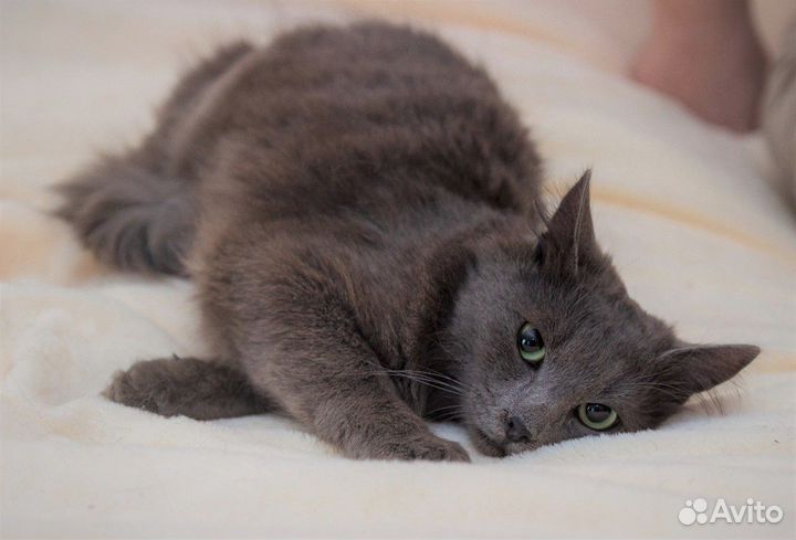 Котик ищет хозяина
