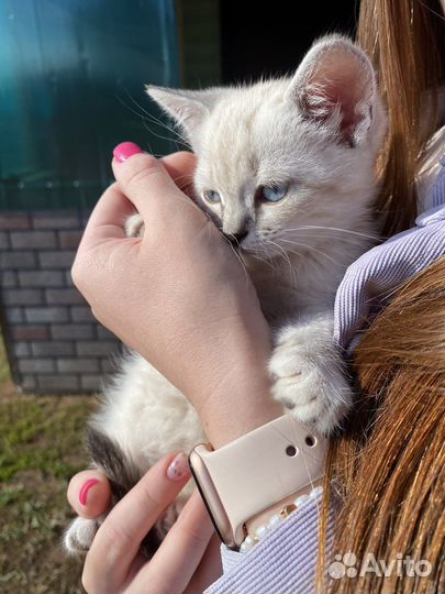 Британские котята